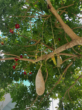 Exotic flora: The heavy hanging fruit and green leaves of the Kigelia medicinal plant in a tropical garden setting