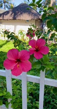 Two vibrant pink hibiscus flowers blooming on a green bush behind a white fence in a sunlit tropical garden, perfect for nature, botany, and summer travel concepts.