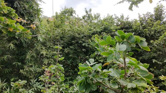 Drone Caught in Branches of Huamuchil Tree Struggling to Free Props