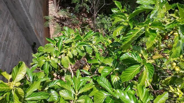 Drone Observation of Noni Tree with Ripe Fruits and Butterflies Flying