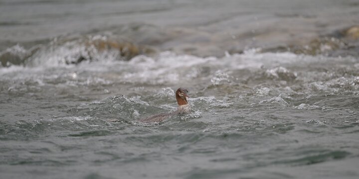 common merganser in the water, nature, animal, river, bird, wildlife, swimming