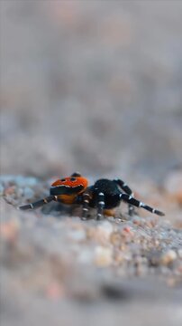 Male Ladybird Spider Crawling on Sandy Ground Close Up