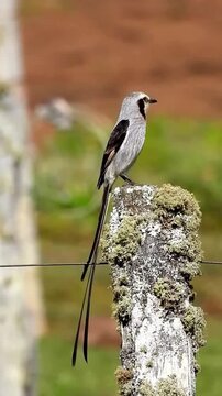Streamer Tailed Tyrant Bird Perched on a Mossy Wooden Fence Post