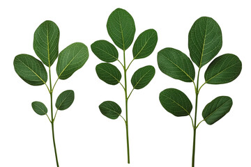 Obraz premium Three green leafy branches with rounded oval leaves