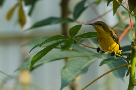 Close up of olive backed sunbird sitting on cassava plant branch