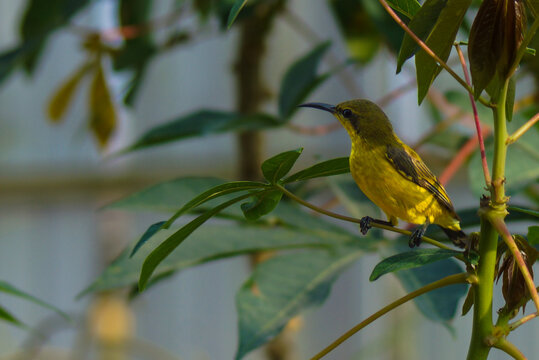 Close up of olive backed sunbird sitting on cassava plant branch