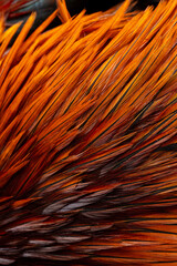 Vibrant Orange Rooster Feathers Background and Texture,Macro close-up shot of stunning bright orange, red, and brown rooster feathers, showing intricate natural texture, organic patterns, and soft. © banjongseal324