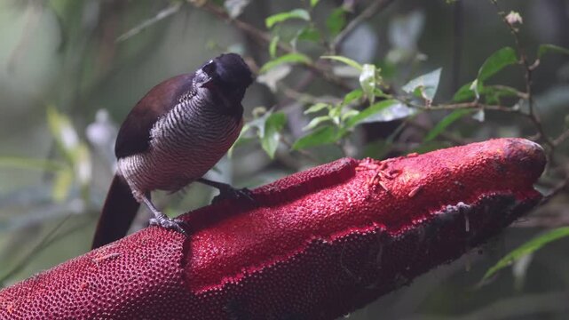 The western or Arfak parotia (Parotia sefilata) is a medium-sized, approximately 33 cm long, bird-of-paradise with a medium-length tail.