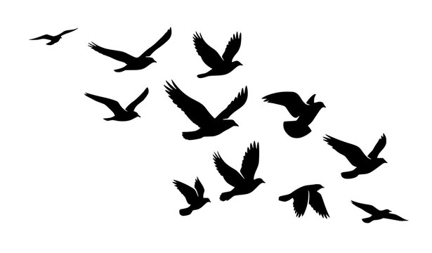 A flock of birds flying together in a group isolated on a plain white background