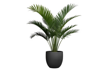 Fototapeta premium Potted palm plant with arching tropical foliage