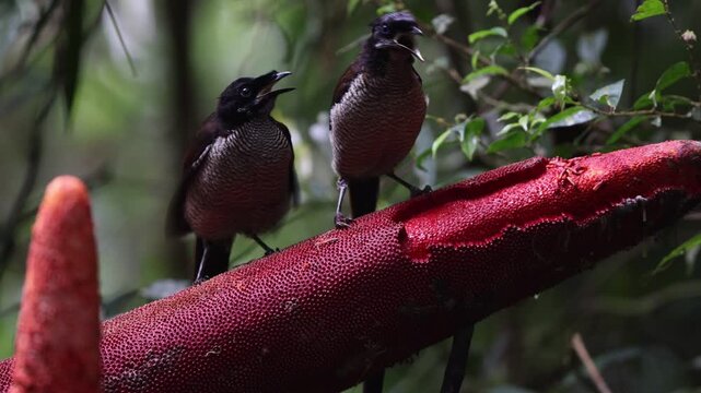 The western or Arfak parotia (Parotia sefilata) is a medium-sized, approximately 33 cm long, bird-of-paradise with a medium-length tail.