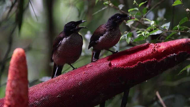 The western or Arfak parotia (Parotia sefilata) is a medium-sized, approximately 33 cm long, bird-of-paradise with a medium-length tail.