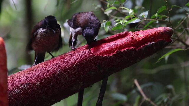 The western or Arfak parotia (Parotia sefilata) is a medium-sized, approximately 33 cm long, bird-of-paradise with a medium-length tail.
