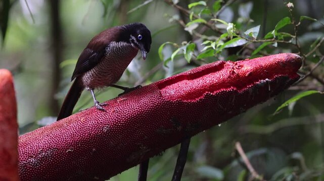 The western or Arfak parotia (Parotia sefilata) is a medium-sized, approximately 33 cm long, bird-of-paradise with a medium-length tail.