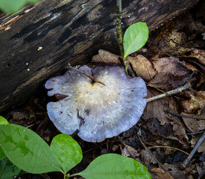 Cortinarius iodes viscid violet spotted cort mushroom slimy