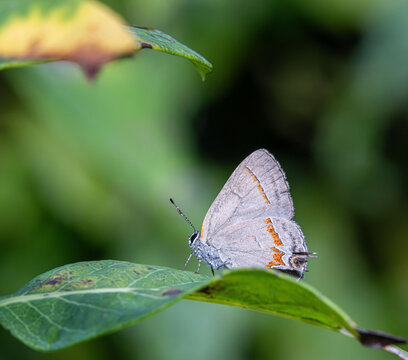 Red-banded Hairstreak Calycopis cecrops deceiving orange markings small butterfly moth