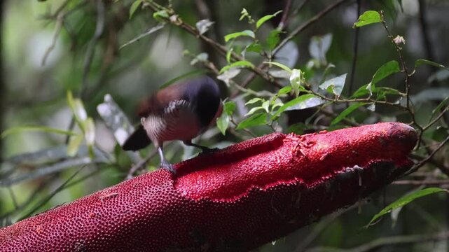 The western or Arfak parotia (Parotia sefilata) is a medium-sized, approximately 33 cm long, bird-of-paradise with a medium-length tail.