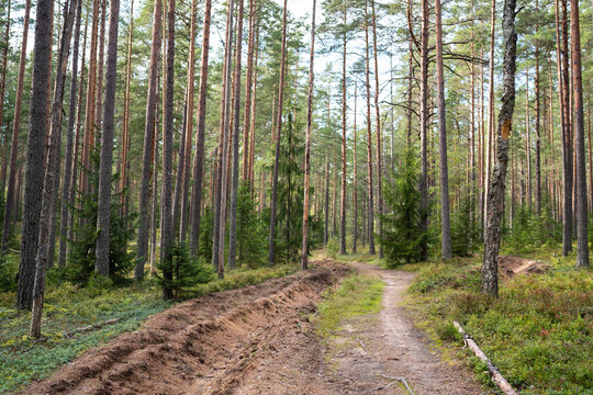 Sunlit dirt road curves through pine forest during early autumn, bordered by firebreak drainage ditch, tall conifers, green undergrowth, moss, and young spruce trees in quiet woodland.