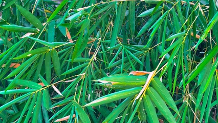 Fotobehang Badkamer Lush green bamboo leaves background with organic texture and natural pattern  ©  nur fatahillah