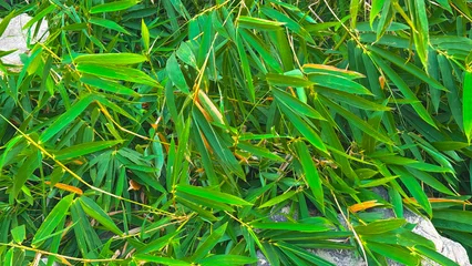 Fotobehang Badkamer Lush Green Bamboo Leaves Background in Tropical Forest  ©  nur fatahillah