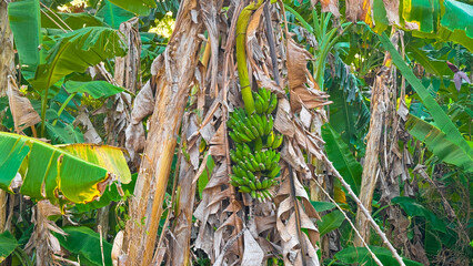 Bunch of green unripe bananas growing on a tree in a tropical garden plantation ©  nur fatahillah