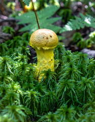 Pulveroboletus ravenelii powdery sulfur bolete edible rare medicinal mushroom dyeing neon © SurfyArt