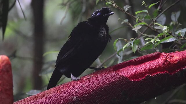 The western or Arfak parotia (Parotia sefilata) is a medium-sized, approximately 33 cm long, bird-of-paradise with a medium-length tail.