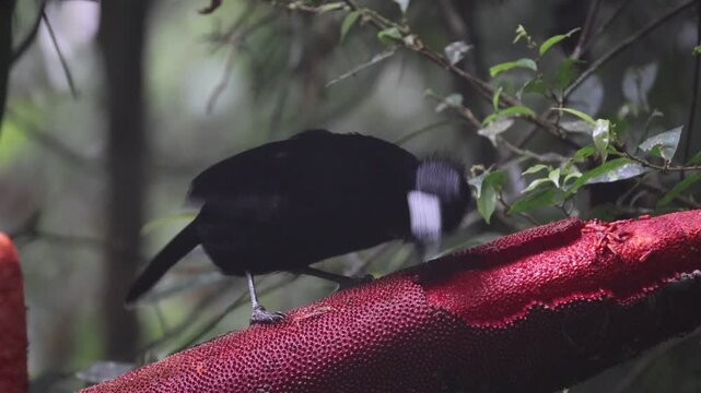 The western or Arfak parotia (Parotia sefilata) is a medium-sized, approximately 33 cm long, bird-of-paradise with a medium-length tail.
