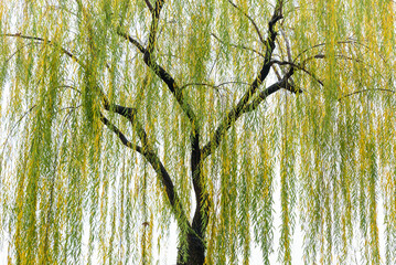 Close-up of a Willow Tree in an Autumn Park © 墨枫