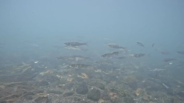 琵琶湖流入河川のコアユ(sweetfish)の群れの水中映像