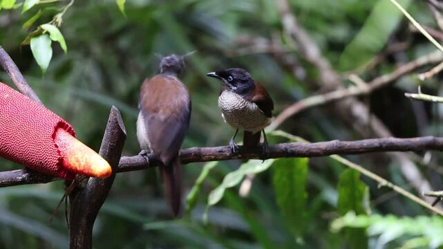 The western or Arfak parotia (Parotia sefilata) is a medium-sized, approximately 33 cm long, bird-of-paradise with a medium-length tail.