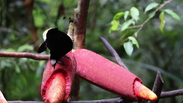 The western or Arfak parotia (Parotia sefilata) is a medium-sized, approximately 33 cm long, bird-of-paradise with a medium-length tail.