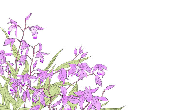 咲き誇る紫蘭の花と葉の手描き水彩フレームイラスト（シラン・紫・初夏・ボタニカル・背景透過）
Full bloom hyacinth orchid flowers and leaves hand-drawn watercolor frame illustration (shiran, purple, botanical, transparent PNG)