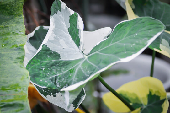 Xanthosoma sagittifolium L Schott Albomarginata or Araceae or Mickey Mouse Plant