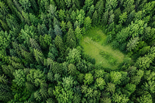 Dense summer forest canopy with meadow clearing in Finland, nature and environment concept