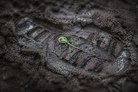 Delicate green seedling pressed into dark wet soil by heavy boot sole imprint, symbolic contrast.