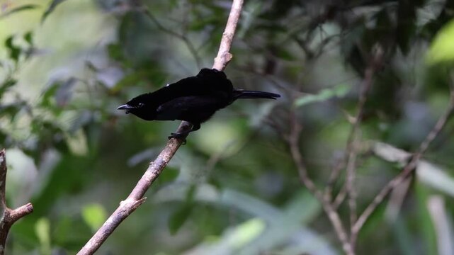 Vogelkop lophorina (Lophorina superba), formerly part of the superb bird-of-paradise complex, is a species of passerine bird in the bird-of-paradise family Paradisaeidae.