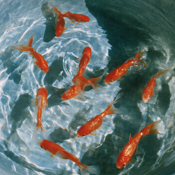 水面の泡と光に包まれた金魚の群れ、きらめく水中のクローズアップ写真