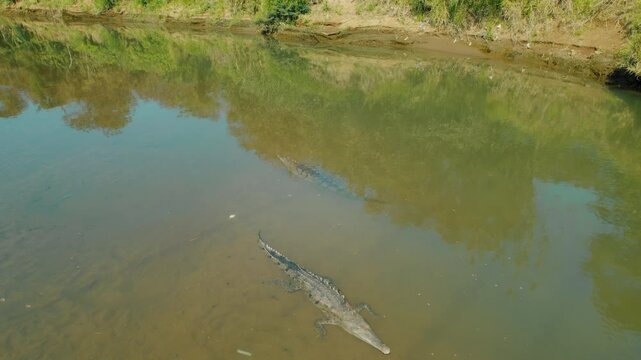 Crocodiles swimming in calm Tarcoles River with forest reflections on water in Costa Rica