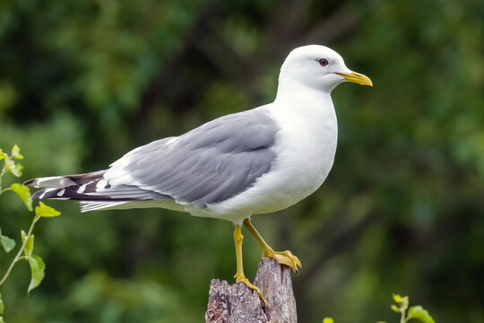 Short-billed Gull (Larus brachyrhynchus) perched.
