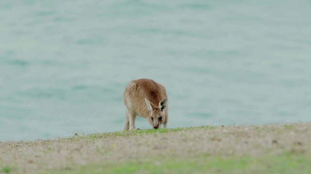 Wild kangaroo grazing on a grassy coastal headland above the ocean