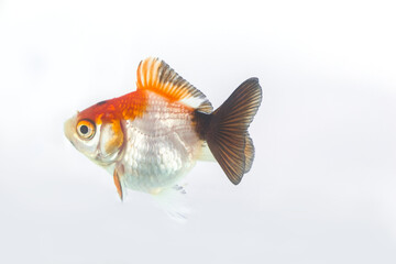 Fototapeta premium Fancy goldfish full side profile isolated on white background