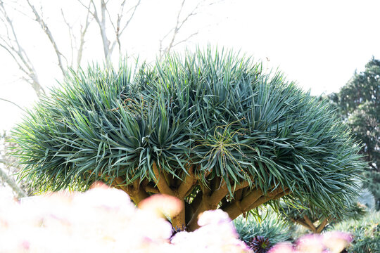 Low-angle view of a mature dragon tree featuring multiple thick branches and a broad crown of dense, sword-shaped green leaves in a botanical garden.
