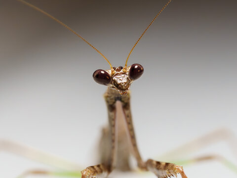 A close-up portrait of a praying mantis, revealing the unusual details and almost alien appearance of its face.
