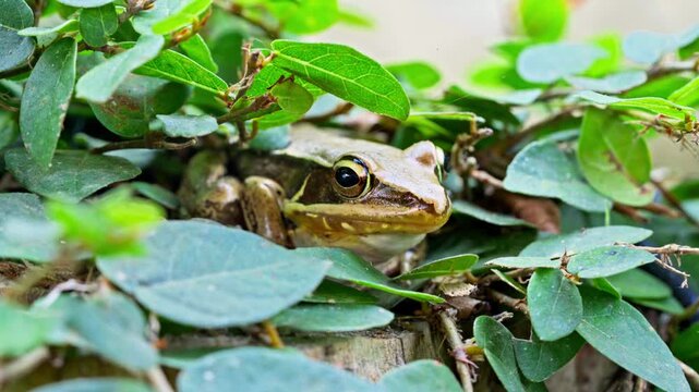 Macro shot of a camouflaged frog sitting perfectly still amongst dense green leaves on Cat Ba Island in natural daylight.
