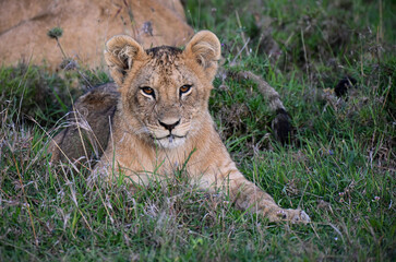 lion cub in the grass © Melia