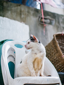Elderly Scruffy White and Black Stray Cat Sitting on Stacked Plastic Chairs