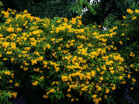 Vibrant Yellow Trumpet Flower Bush in Full Bloom Against Green Foliage