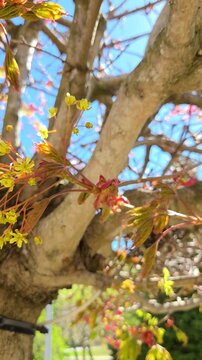Yellow maple flowers blooming on tree branches in spring. Norway maple blossom clusters against blue sky