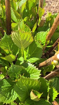 Young Hydrangea macrophylla shoots with fresh green serrated leaves growing among pruned stems in spring garden